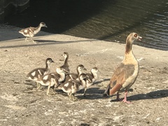 Alopochen aegyptiaca