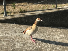 Alopochen aegyptiaca