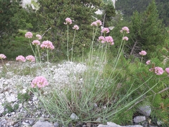 Centranthus angustifolius