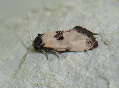 Neocochylis dubitana