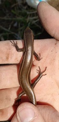 Aspronema dorsivittatum