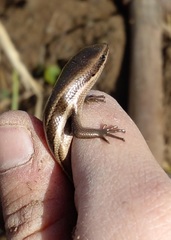 Aspronema dorsivittatum
