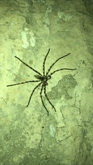 Eusparassus walckenaeri