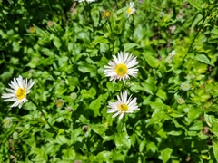 Erigeron aliceae