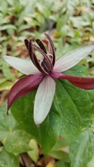 Trillium stamineum