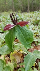 Trillium stamineum