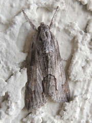 Melipotis acontioides