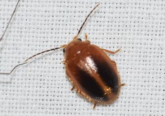 Prionocyphon limbatus