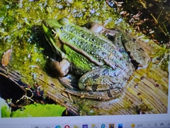 Pelophylax