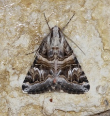 Drasteria mirifica