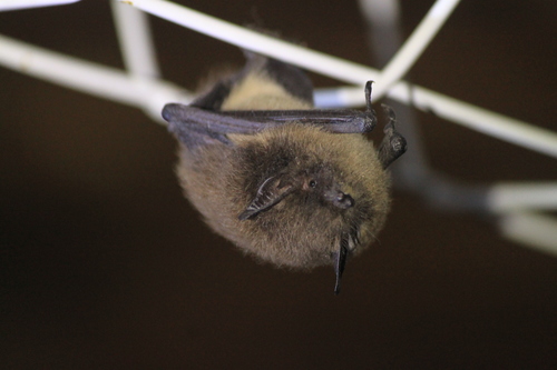 Little Brown Bat