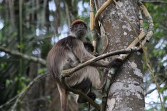 Piliocolobus tephrosceles