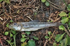 Percopsis omiscomaycus