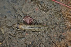 Percopsis omiscomaycus