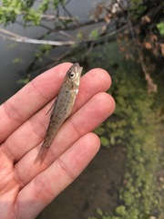 Percopsis omiscomaycus