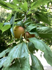 Prunus
