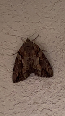 Catocala agrippina