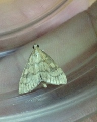 Udea fulvalis
