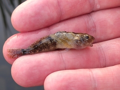 Cottus perifretum