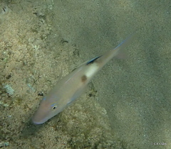 Parupeneus pleurostigma