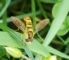 Sphaerophoria philanthus