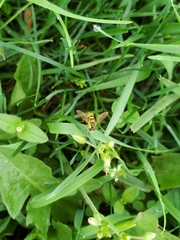 Sphaerophoria philanthus