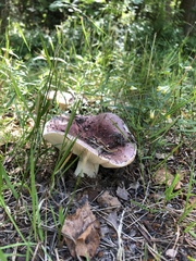 Russula
