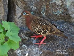 Zenaida galapagoensis