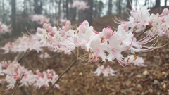Rhododendron canescens