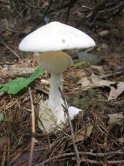 Amanita magnivelaris