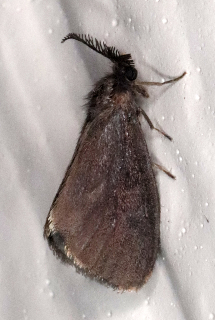 Astala