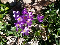 Crocus