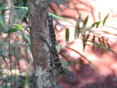Anolis rubribarbus