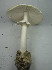 Amanita magnivelaris