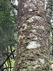 Sphaerophorus globosus