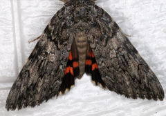 Catocala umbrosa