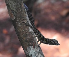 Anolis rubribarbus