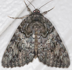 Catocala umbrosa