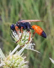 Sphex funerarius