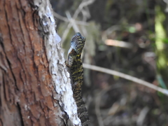 Anolis rubribarbus
