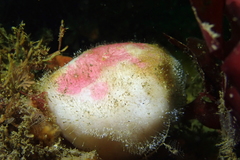 Stelletta