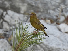 Chloris chloris aurantiiventris