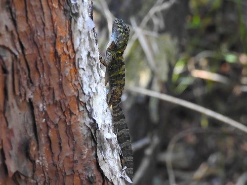 Sagua de Tanamo Anole