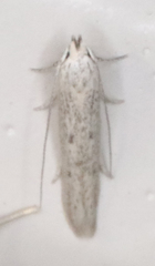 Haplochrois bipunctella