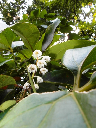 Elaeocarpus acmosepalus