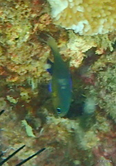 Pycnochromis vanderbilti