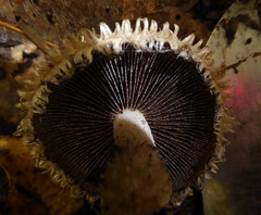 Psathyrella asperospora image