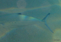 Scomberoides lysan