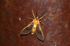 Pseudosphex leovazquezae