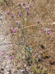 Centaurea spruneri